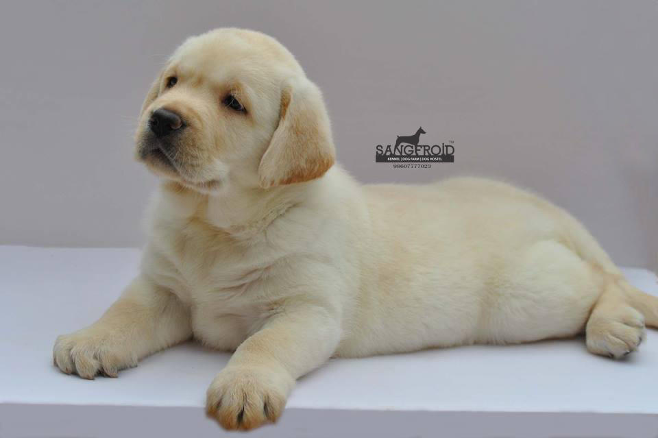 Image of Labrador posted on 2022-08-22 04:07:05 from Mumbai